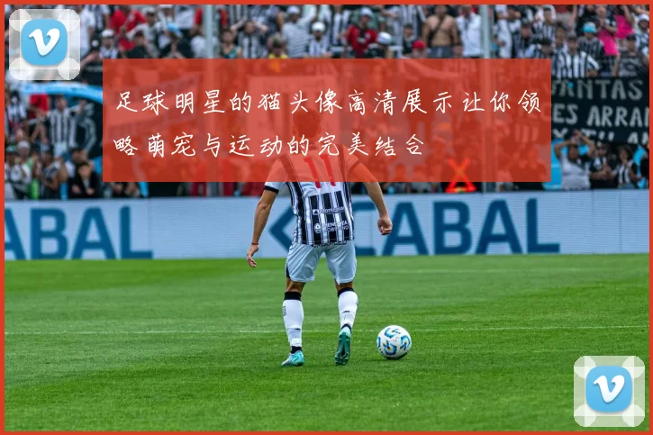 足球明星的猫头像高清展示让你领略萌宠与运动的完美结合